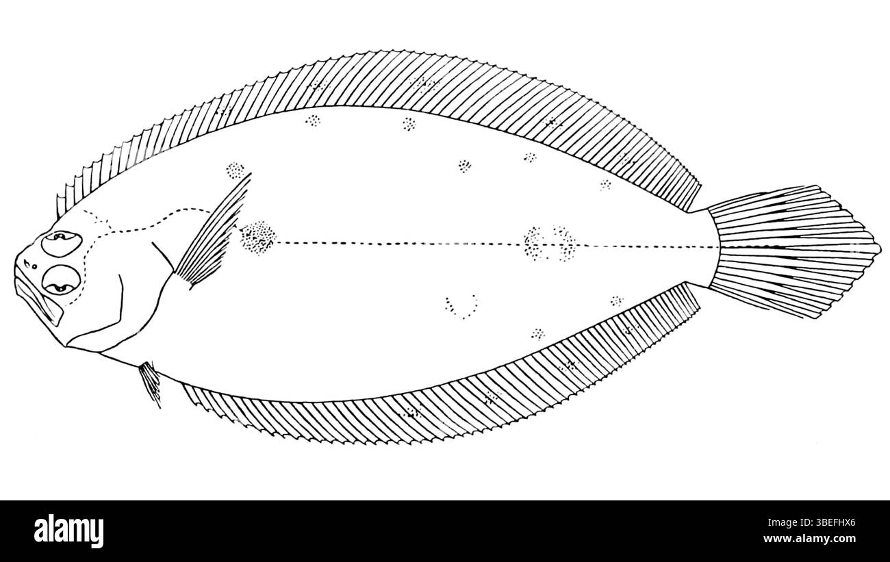 Xystreurys rasile, décrit par l'ichtyologiste anglais John Roxborough Norman en 1937, est une espèce de poisson. Norman a apporté des contributions significatives à l'ichtyologie, en particulier dans l'étude des espèces de poissons de diverses régions du monde. Banque D'Images