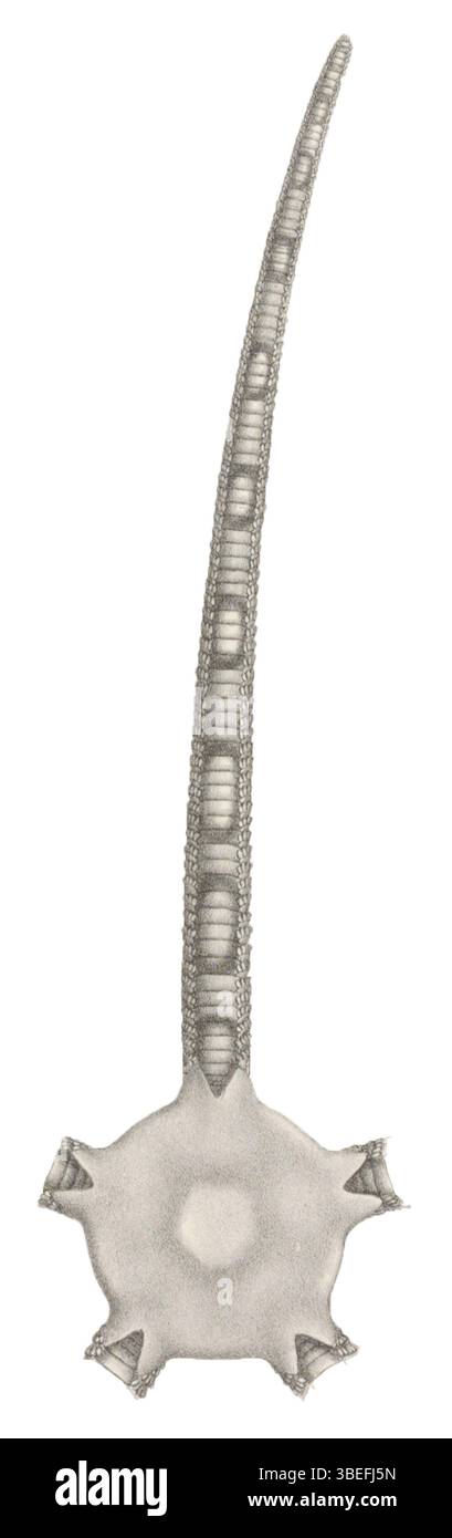 La planche I7 de *Iconographia Zoologica* de Lyman (1860) présente l'espèce ophiuroïde *Ophioderma holmesii*. Cette illustration fournit des informations détaillées sur les caractéristiques physiques et l'anatomie de l'espèce, communément connue sous le nom d'étoile fragile de Holmes. Banque D'Images