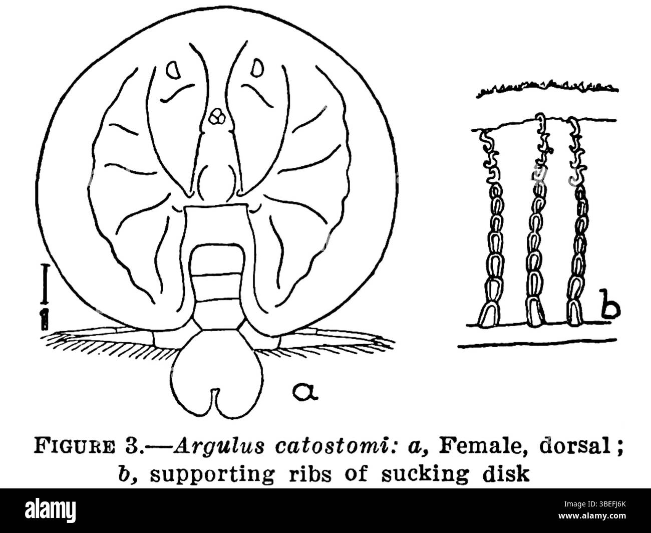 Argulus catostomi, une espèce de crustacés parasites, a été documentée par le biologiste marin Charles Branch Wilson en 1932. Wilson, un scientifique américain influent, a largement contribué à la biologie marine et à la parasitologie. Banque D'Images