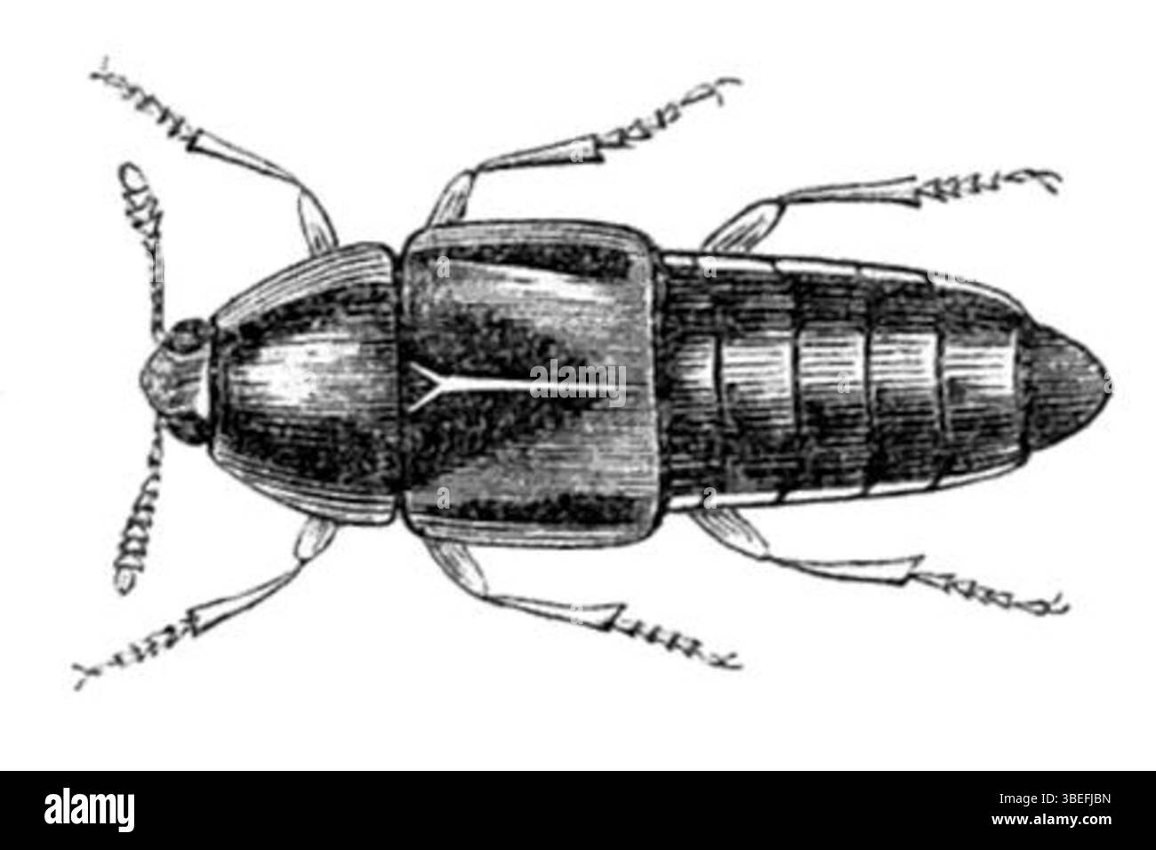 Référence taxonomique à Polylobus maculipennis, espèce d'insecte identifiée par sa classification scientifique. Banque D'Images