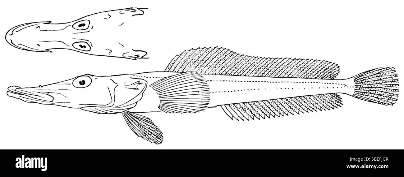 Parachaenichthys georgianus est une espèce identifiée par John Roxborough Norman en 1940. C'est une espèce remarquable en ichtyologie, contribuant à la compréhension de la biodiversité marine au XXe siècle. Banque D'Images