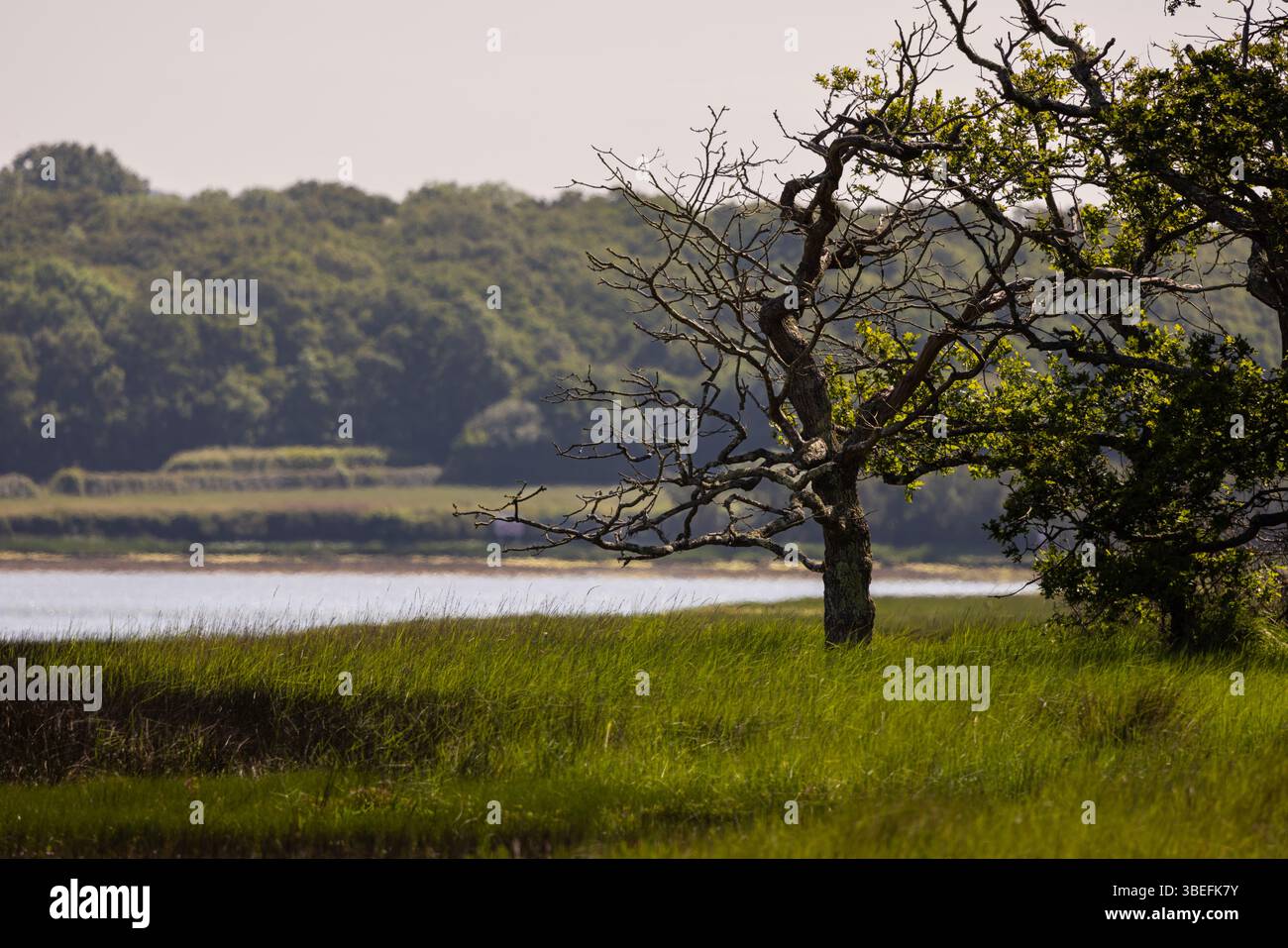 Un arbre noueux se dresse dans de hautes herbes à côté d'un estuaire de marée sur l'île de Wight, au Royaume-Uni, avec des collines boisées et des marais au loin. Banque D'Images Un arbre noueux se dresse dans de hautes herbes à côté d'un estuaire de marée sur l'île de Wight, au Royaume-Uni, avec des collines boisées et des marais au loin. Banque D'Images