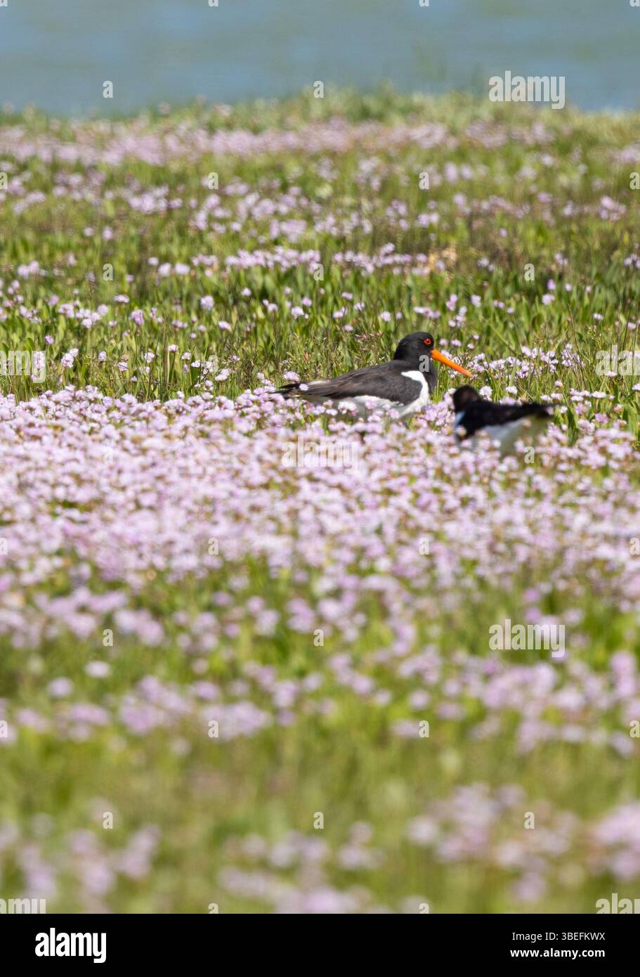 Deux huîtres eurasiennes (Haematopus ostralegus) reposant parmi les fleurs printanières côtières sur l'île de Wight, Angleterre, Royaume-Uni. Banque D'Images Deux huîtres eurasiennes (Haematopus ostralegus) reposant parmi les fleurs printanières côtières sur l'île de Wight, Angleterre, Royaume-Uni. Banque D'Images
