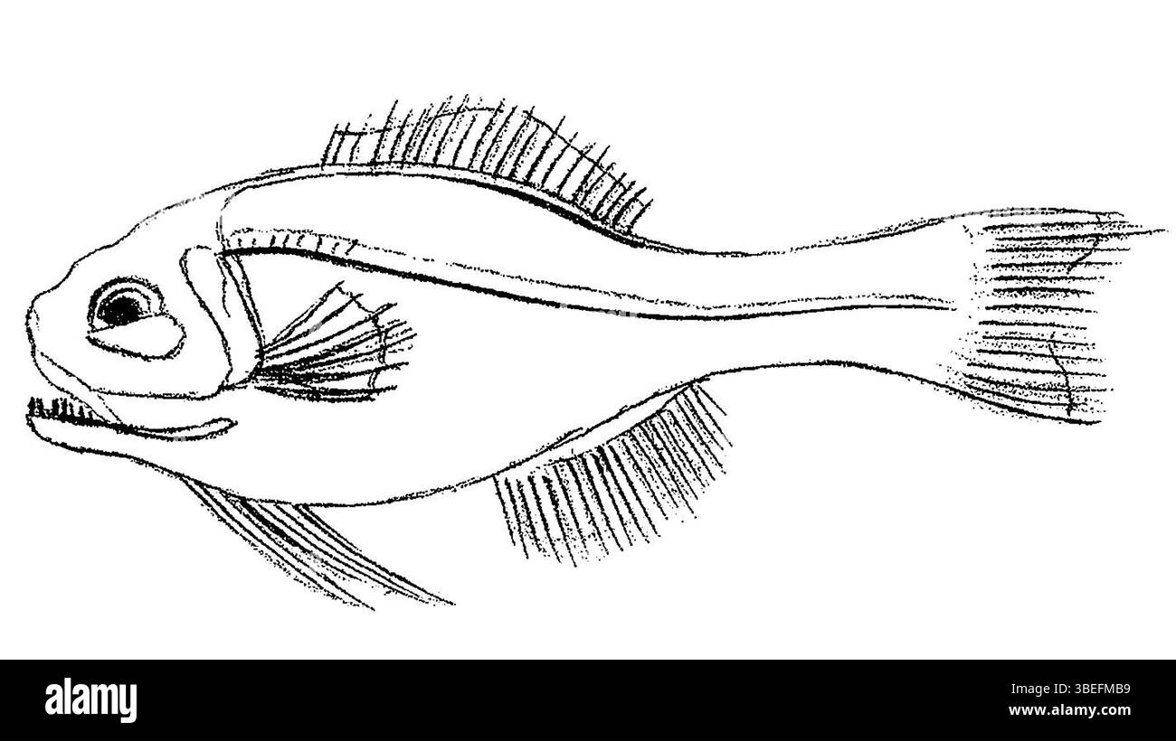 Photoblepharon palpebratum et Bodianus palpebratus sont deux espèces de poissons qui font partie de la biodiversité marine étudiée en ichtyologie. Banque D'Images