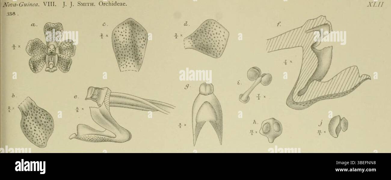 L'illustration de Johannes Jacobus Smith de 1907 représente Sarcanthopsis warocqueana, une espèce d'orchidée précédemment classée comme Vandopsis warocqueana. La plaque détaillée souligne ses caractéristiques florales uniques. Banque D'Images