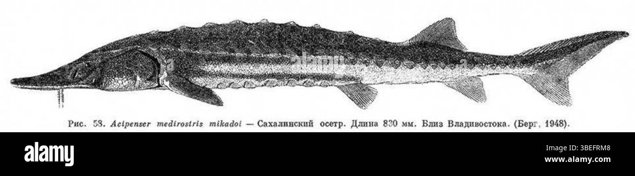 Acipenser mikadoi, également connu sous le nom d'esturgeon japonais, est une espèce en danger critique d'extinction originaire d'Asie de l'est. Cette espèce est connue pour sa grande taille et son aspect distinctif, et elle a fait l’objet d’efforts de conservation en raison de sa population en déclin dans les habitats naturels. Banque D'Images