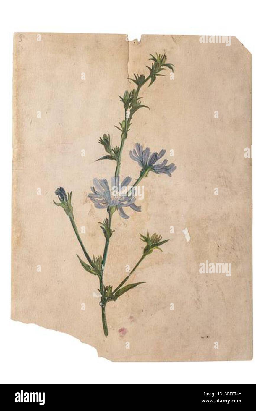 L’étude de Sigrid Kähler sur la chicorée commune capture l’essence de cette plante. Kähler, artiste danoise (1874-1923), est connue pour ses études botaniques, qui présentent diverses plantes dans des représentations détaillées et réalistes. Banque D'Images L’étude de Sigrid Kähler sur la chicorée commune capture l’essence de cette plante. Kähler, artiste danoise (1874-1923), est connue pour ses études botaniques, qui présentent diverses plantes dans des représentations détaillées et réalistes. Banque D'Images