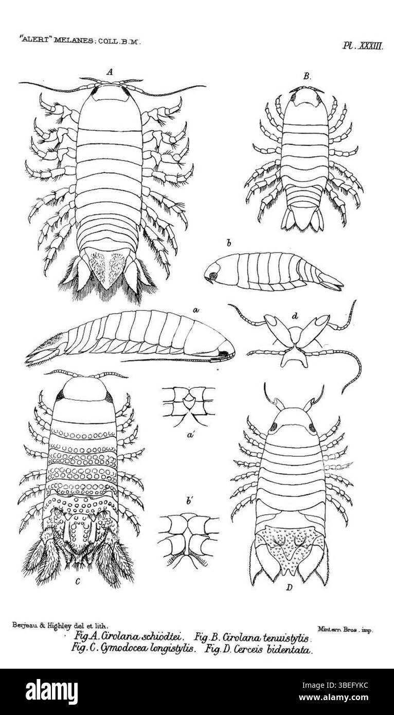 La publication de 1884 d'E.J. Miers détaille plusieurs espèces de crustacés, dont Aatolana schioedtei (anciennement Cirolana schioedtei), des collections zoologiques du HMS Alert lors de son voyage de 1881-1882. Banque D'Images