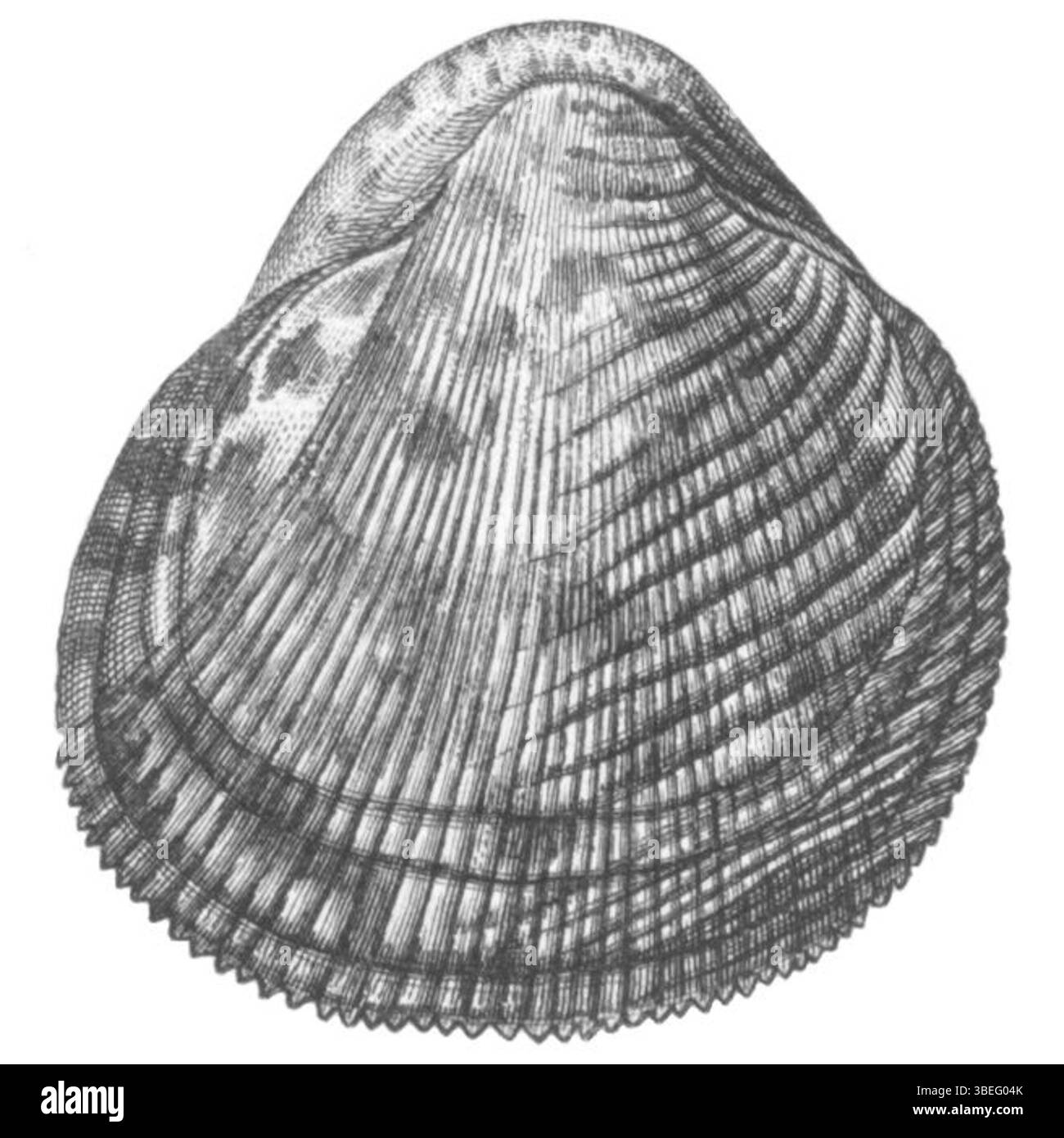 Cette estampe de la collection Iconographia Zoologica montre *Lyrocardium aeolicum*, aussi connu sous le nom *Cardium aeolicum*. C'est une espèce de mollusque bivalve marin que l'on trouve couramment dans les mers européennes. Banque D'Images