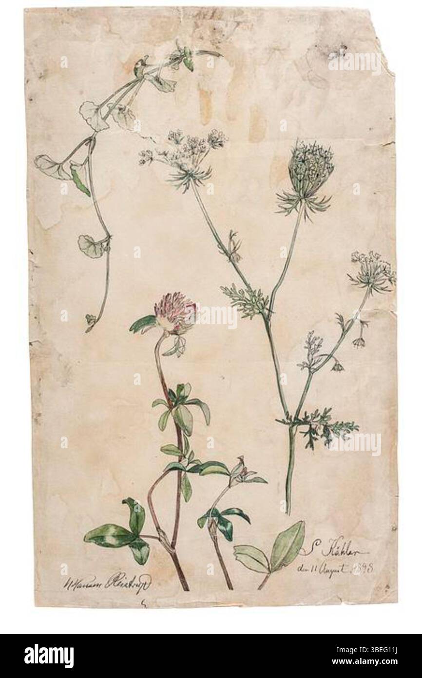 La peinture de Sigrid Kähler, « trèfle rouge et carotte sauvage », a capturé la beauté naturelle des fleurs dans un style détaillé et délicat le 11 août 1893. Kähler, une artiste danoise, était connue pour ses illustrations botaniques. Banque D'Images La peinture de Sigrid Kähler, « trèfle rouge et carotte sauvage », a capturé la beauté naturelle des fleurs dans un style détaillé et délicat le 11 août 1893. Kähler, une artiste danoise, était connue pour ses illustrations botaniques. Banque D'Images