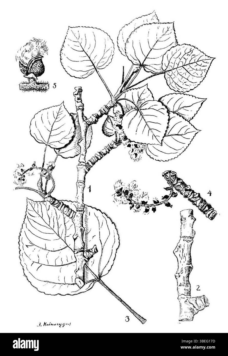 'Populus pamirica' de Vladimir Leontyevitch Komarov est une étude botanique du peuplier du Pamir, une espèce originaire d'Asie centrale. Le travail de Komarov s’inscrit dans le cadre de ses importantes contributions à la recherche botanique et à la classification au début du XXe siècle. Banque D'Images