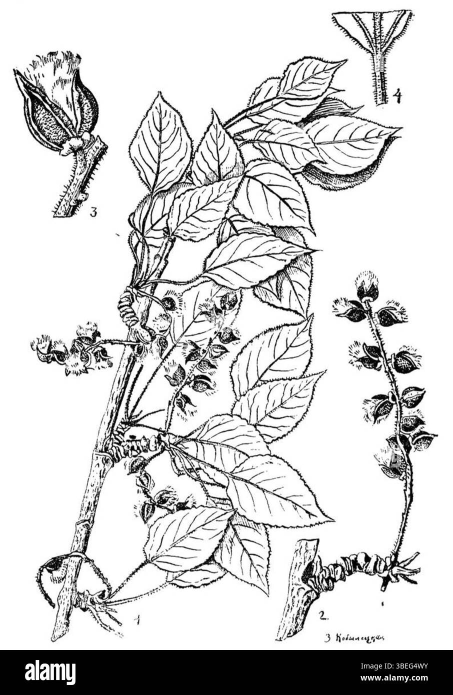 'Populus densa' de Vladimir Leontyevitch Komarov est une illustration botanique d'une espèce dense de peuplier, originaire d'Asie centrale. La peinture illustre le travail détaillé de Komarov en taxonomie végétale et sa contribution à la science botanique au cours du XXe siècle. Banque D'Images