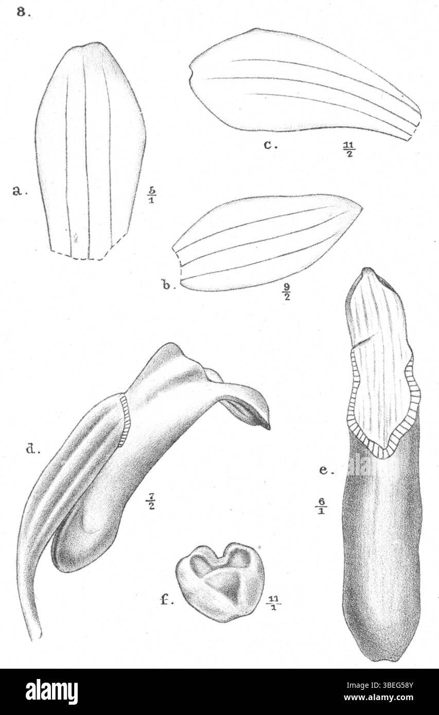 Cette illustration botanique de Johannes Jacobus Smith présente l'orchidée Calanthe caulescens, originaire de Nouvelle-Guinée. La plante est connue pour sa structure florale unique, représentée dans la publication Nova Guinea de 1913. Banque D'Images