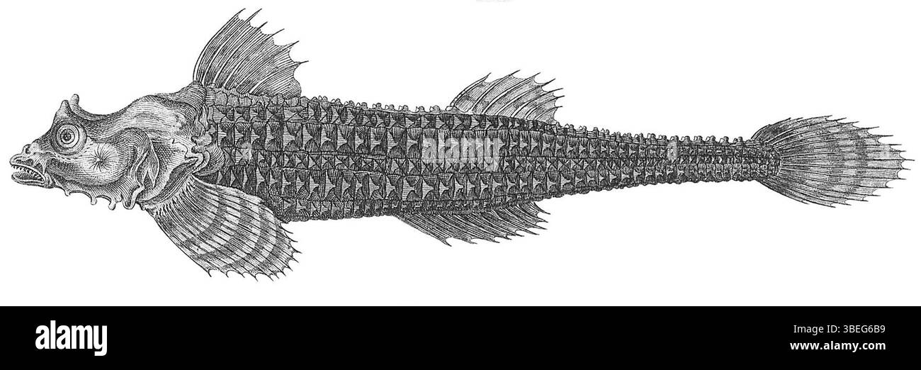Percis japonica, espèce de poisson décrite par Pallas en 1769, et Agonus stegophthalmus, deux espèces marines trouvées entre 1700 et 1880. Ils représentent une vie marine importante étudiée au cours des XVIIIe et XIXe siècles. Banque D'Images