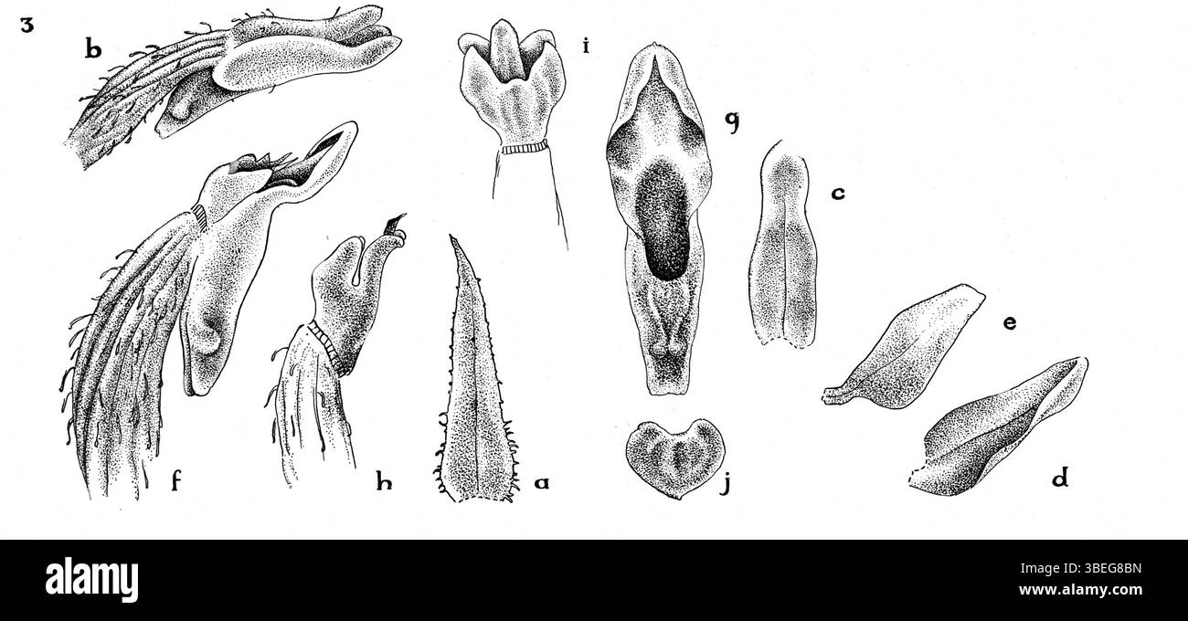 Illustration botanique de Vrydagzynea albostriata par Johannes Jacobus Smith, publiée en 1936 en Nouvelle-Guinée, représentant la morphologie des orchidées. Banque D'Images