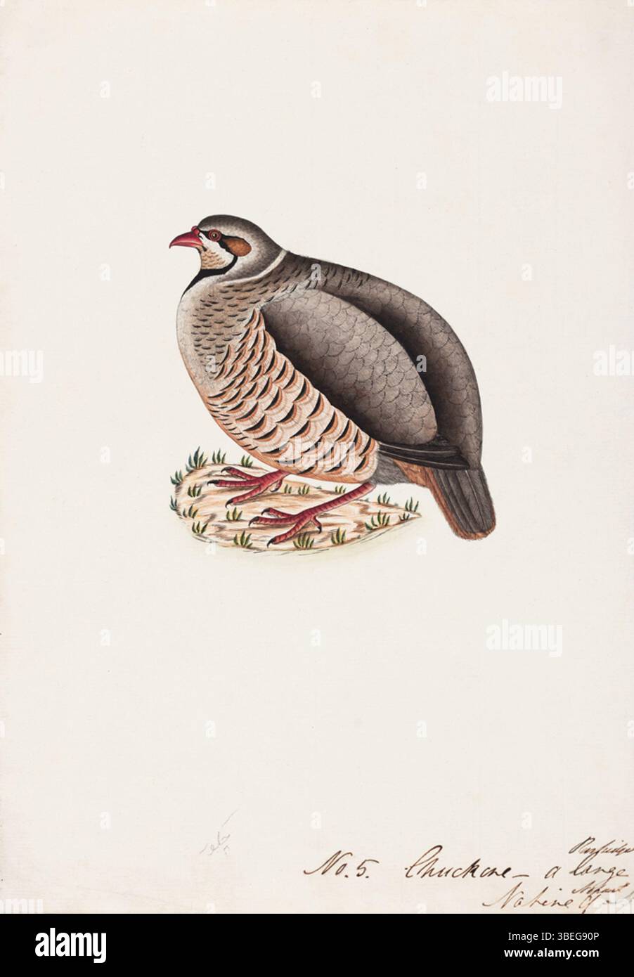 Une peinture de 1800 du Chukar, un type de perdrix. La pièce illustre les caractéristiques et l'habitat de l'oiseau, contribuant ainsi à la connaissance ornithologique de la période. Banque D'Images