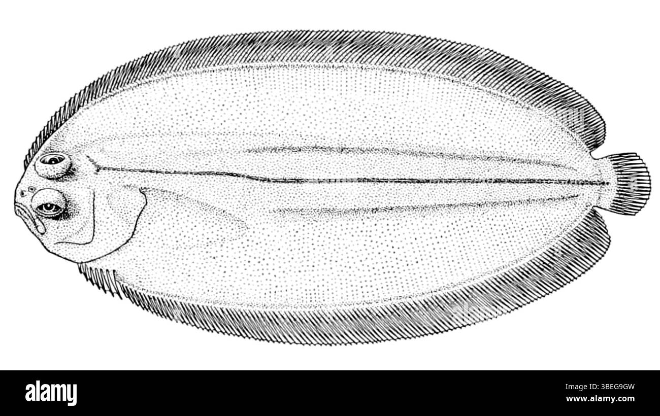 John Roxborough Norman (1898-1944), ichtyologiste anglais, mène des recherches sur Achiropsetta tricholepis, une espèce de poisson. Les travaux de Norman sur l’ichtyologie et ses contributions à la biologie marine sont importants dans le domaine de la zoologie. Banque D'Images