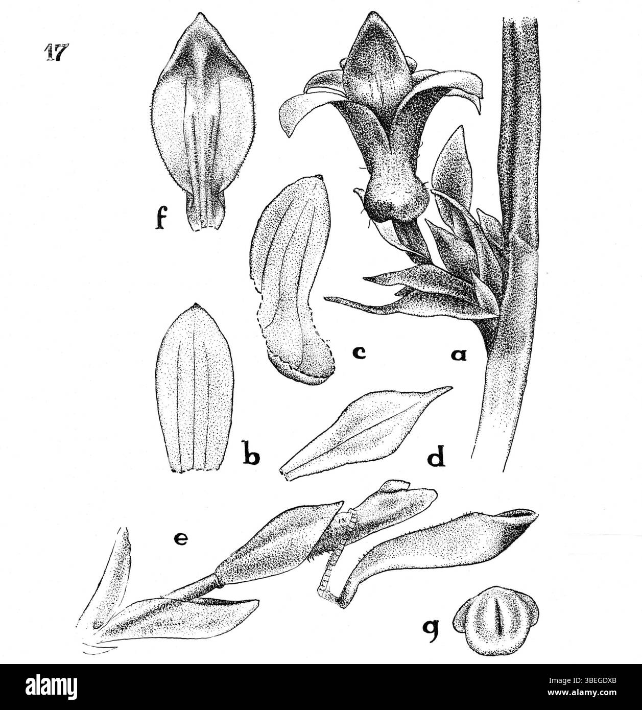 Ceratostylis macra est une espèce décrite par Johannes Jacobus Smith en 1936. Cette plante, originaire de Nouvelle-Guinée, est représentée dans une illustration botanique tirée de l'œuvre de Smith, fournissant des détails importants pour l'étude de la flore dans la région. Banque D'Images