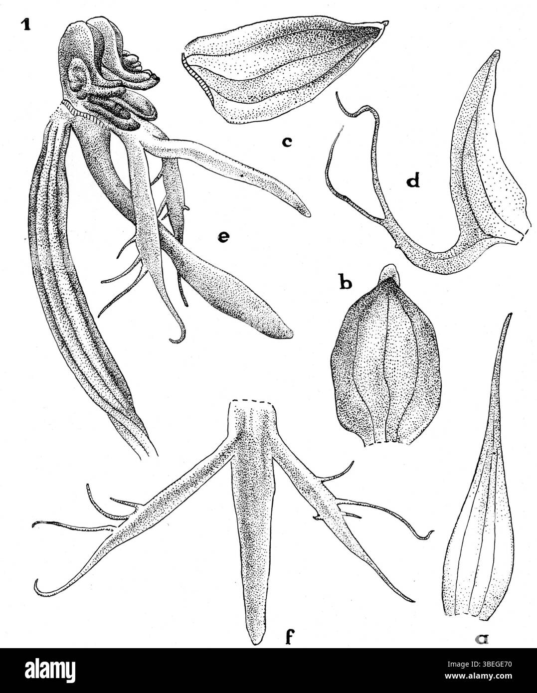 Cette illustration de Johannes Jacobus Smith, publiée en 1936, représente Habenaria pinnatipartita, une espèce d'orchidée de Nouvelle-Guinée, mettant en évidence les caractéristiques florales uniques de la plante. Banque D'Images