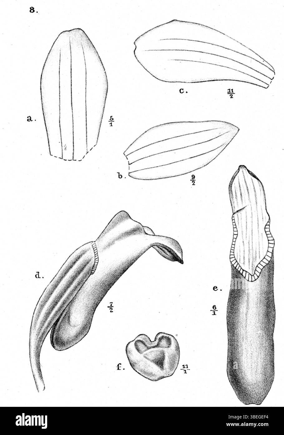Illustration botanique de *Calanthe caulescens* par Johannes Jacobus Smith, publiée dans *Nova Guinea* 12(1) en 1913. Cette espèce d'orchidée, originaire de Nouvelle-Guinée, est connue pour sa structure florale distinctive et son aspect vibrant. Banque D'Images