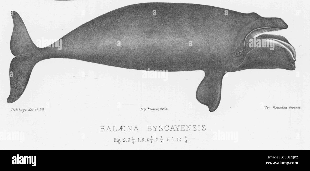 L'illustration anatomique d'Eubalaena glacialis, également connue sous le nom de baleine noire de l'Atlantique Nord, a été créée par Van Beneden et Gervais en 1880. Cette étude détaillée fournit une représentation précise de l'anatomie de la baleine, contribuant ainsi à la biologie marine et à l'étude des cétacés. Banque D'Images