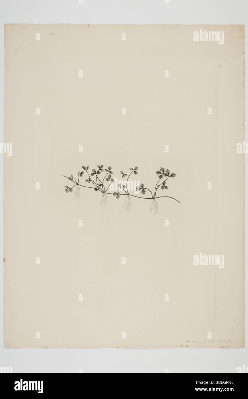 Gravure de Sydney Parkinson illustrant Schizeilema trifoliolatum (également connu sous le nom d'Azorella hookeri), un spécimen botanique recueilli par Joseph Banks et Daniel Solander sur l'Endeavour entre 1768 et 1771. L'estampe est conservée dans la collection du musée d'Auckland, imprimée à l'encre sur papier. Banque D'Images
