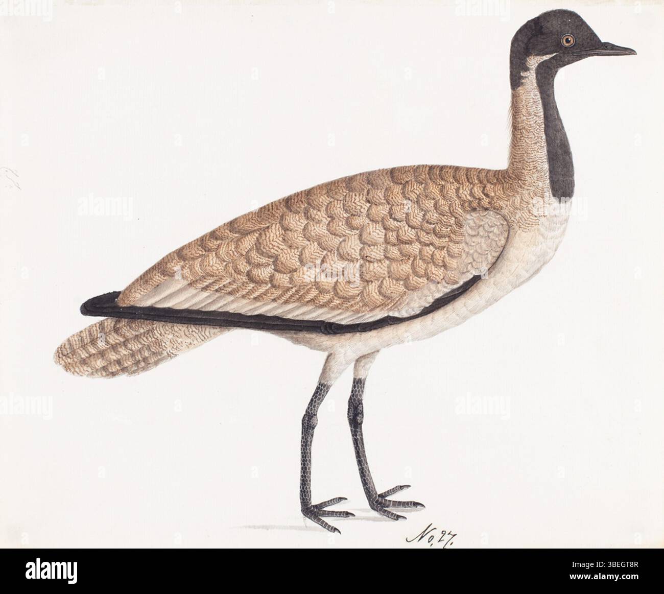 Ce tableau de 1800 représente un floricain ou une outarde non identifié, une grande espèce d'oiseau connue pour son aspect distinctif. L'oiseau se caractérise par ses longues pattes, ses larges ailes et son plumage unique. La peinture capture la pose et les caractéristiques naturelles de l’oiseau, bien que l’espèce exacte reste indéterminée. Les outardes et les floricains se trouvent dans les prairies ouvertes et font souvent l'objet d'études ornithologiques. Banque D'Images