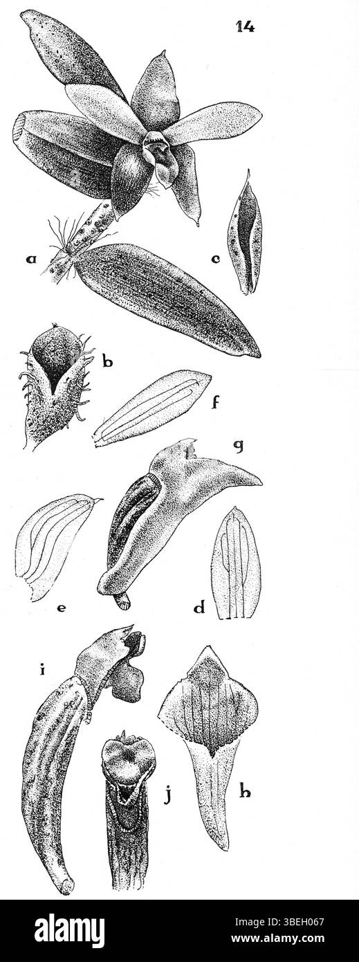 Illustration de Glomera inconspicua, une espèce d'orchidée décrite par le botaniste Johannes Jacobus Smith en 1936. Publié dans Nouvelle-Guinée, planche 6, figure 14. Banque D'Images