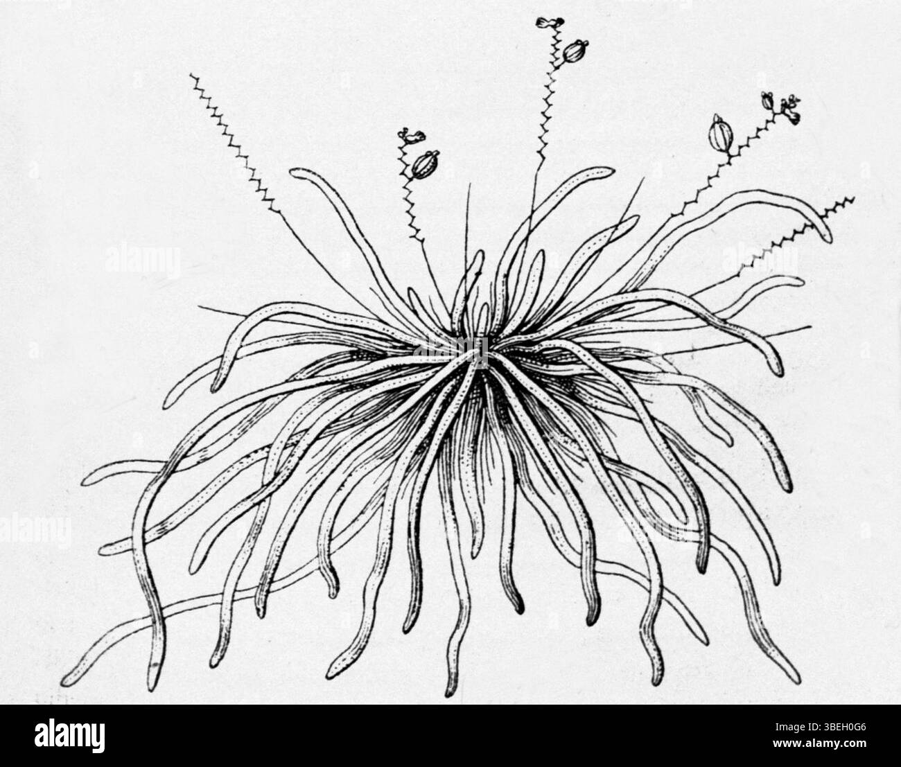 Un dessin botanique de Taeniophyllum palawense par Rudolf Schlechter, daté du 1er janvier 1921. Ce dessin représente les espèces de la famille des orchidées. Banque D'Images