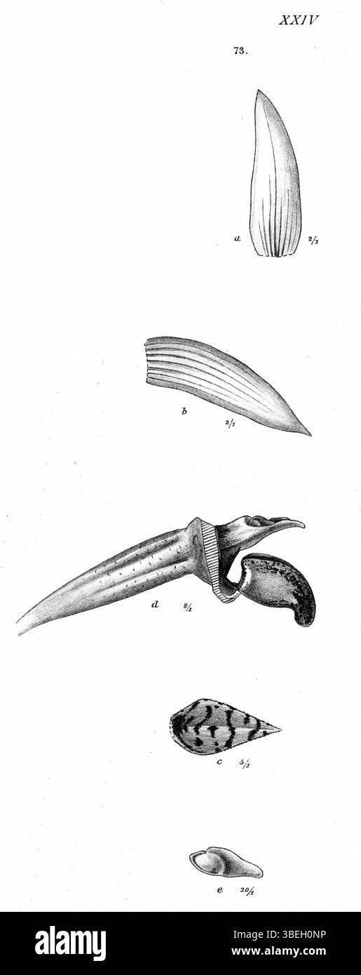 *Bulbophyllum latibrachiatum var. L'épilosum* est illustré dans cette plaque de 1913 de la série *Nova Guinea* de Johannes Jacobus Smith. Cette variété fait partie de la vaste collection d'orchidées de l'époque. Banque D'Images