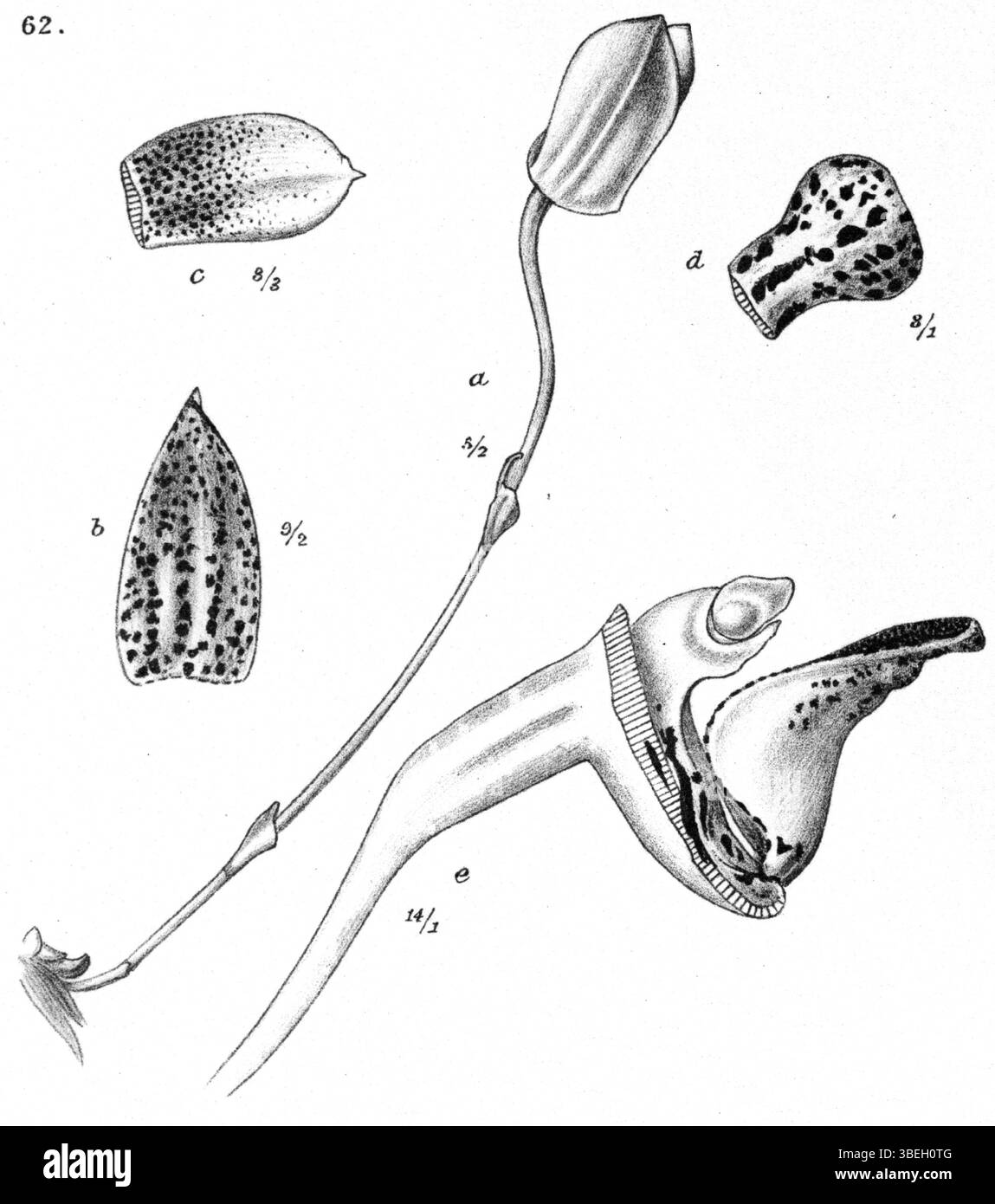 Bulbophyllum aspersum, une espèce décrite par Johannes Jacobus Smith en 1913, fait partie de la collection de Nouvelle-Guinée. Cette illustration de la publication met en évidence les caractéristiques de la plante et sa signification botanique. Banque D'Images