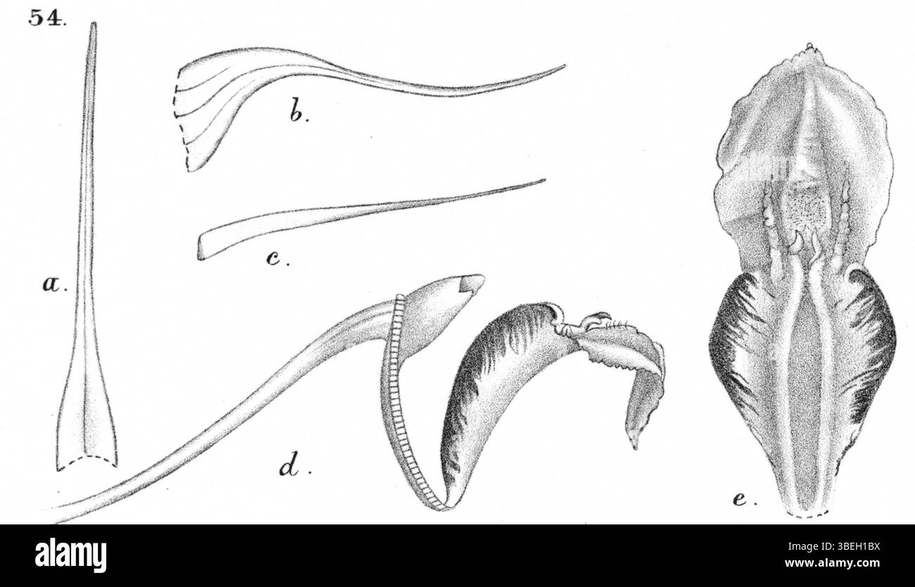 Une illustration de Dendrobium mamberamense, une espèce d'orchidée de Nouvelle-Guinée, créée par Johannes Jacobus Smith en 1929. Banque D'Images