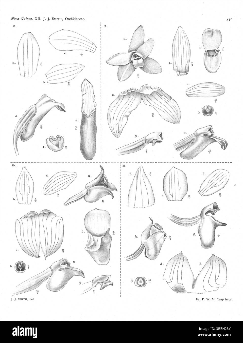 Cette plaque botanique de 1913 de 'Nova Guinea' illustre des espèces d'orchidées telles que Calanthe caulescens et Glomera goliathensis, ajoutant à la compréhension des orchidées tropicales. Banque D'Images