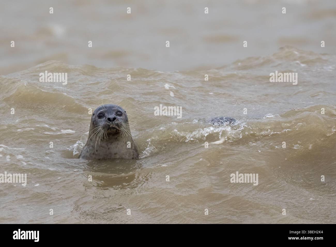 Gros plan du phoque commun/phoque commun (Phoca vitulina) nageant dans la mer et regardant la caméra. Baie de somme, France Banque D'Images