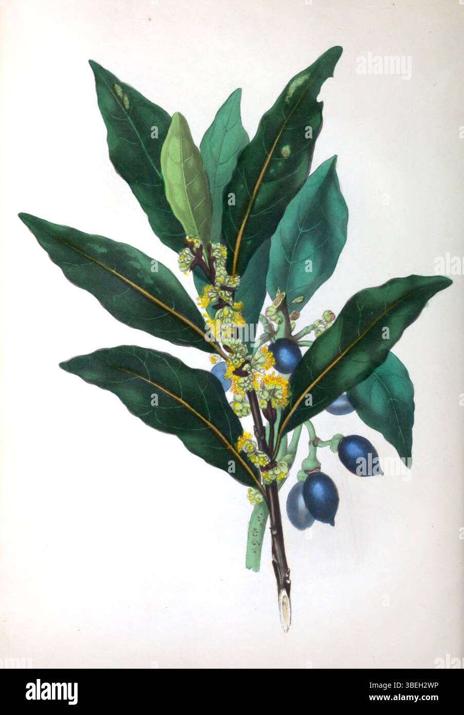 Assiette de Rebecca Hey 'The Spirit of the Woods' illustrant la baie et les palmiers, mettant en valeur ses dessins botaniques détaillés de divers arbres et plantes au XIXe siècle. Banque D'Images