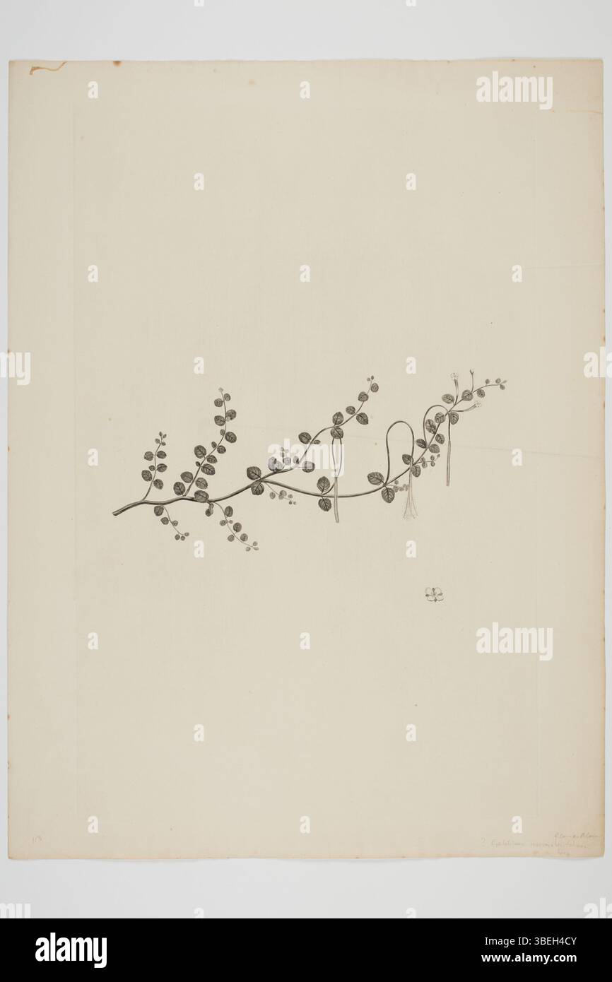 Gravure de Sydney Parkinson représentant le spécimen botanique Epilobium nummulariifolium. Cette plante a été recueillie par Joseph Banks et Daniel Solander lors de leurs voyages sur l'Endeavour de 1768 à 1771. L'illustration fait partie de la collection du musée d'Auckland. La gravure est à l'encre et sur papier, mesurant 500 x 375mm. Banque D'Images