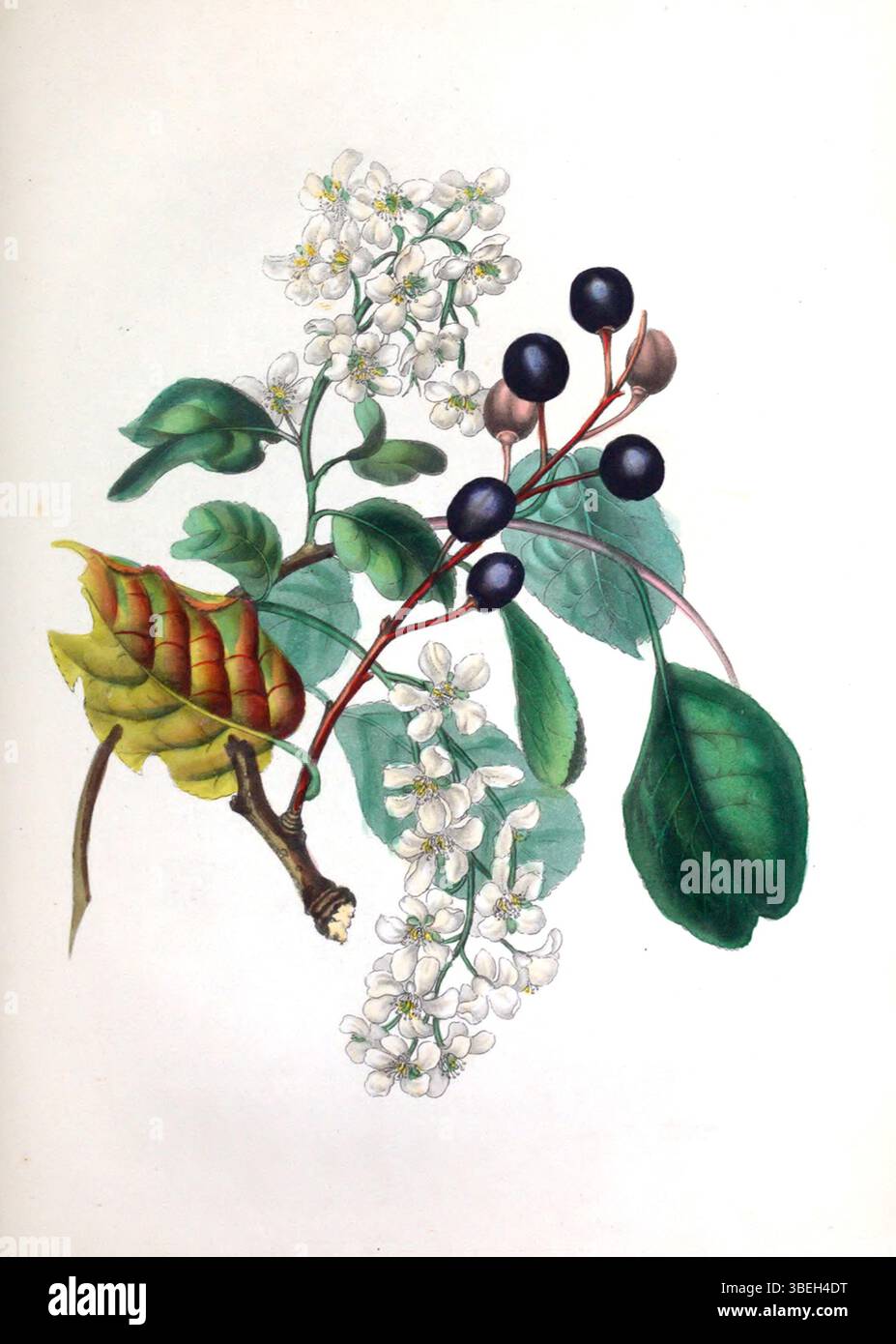 Assiette tirée de « L'esprit des bois » illustrant le cerisier oiseau, qui fait partie des études botaniques de Rebecca Hey du XIXe siècle. Banque D'Images
