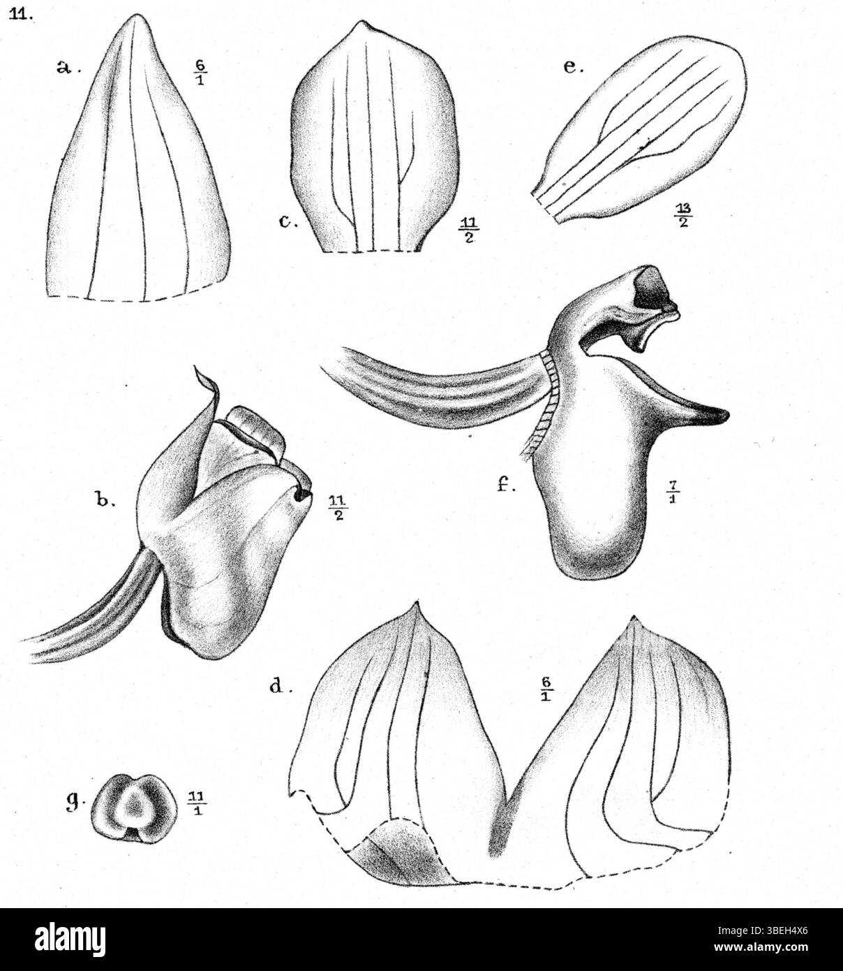 Voici une illustration botanique de *Glomera dekockii*, une espèce décrite par Johannes Jacobus Smith et publiée dans *Nova Guinea* 12(1) en 1913. Cette plante est originaire de Nouvelle-Guinée et caractérisée par sa structure florale unique. Banque D'Images