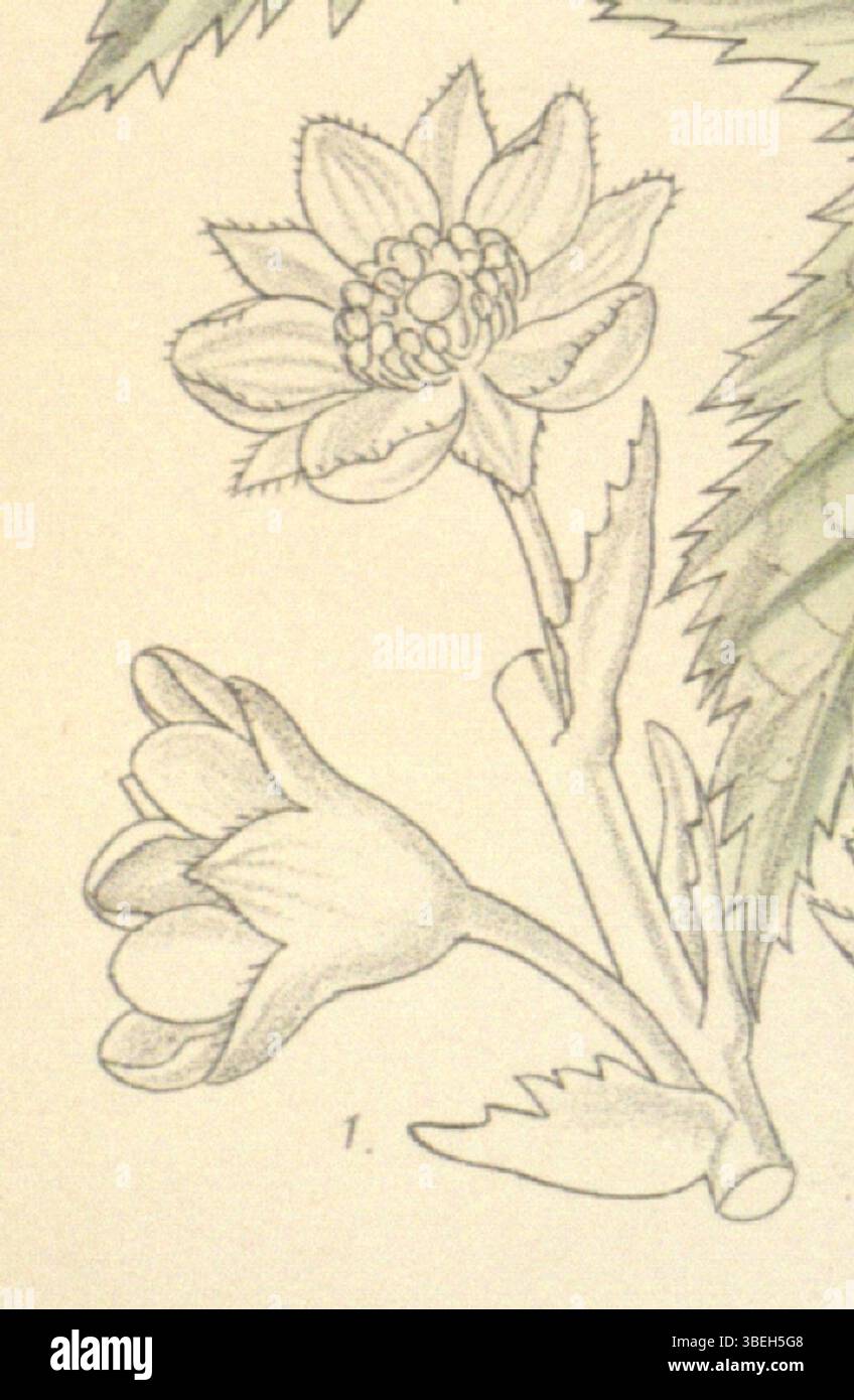 L'illustration du Curtis's Botanical Magazine, mettant en vedette Stephanandra tanakae, a été publiée en 1898. La lithographie détaillée de John Nugent Fitch, avec une description de Joseph Dalton Hooker, met en valeur les caractéristiques uniques de la plante. Banque D'Images