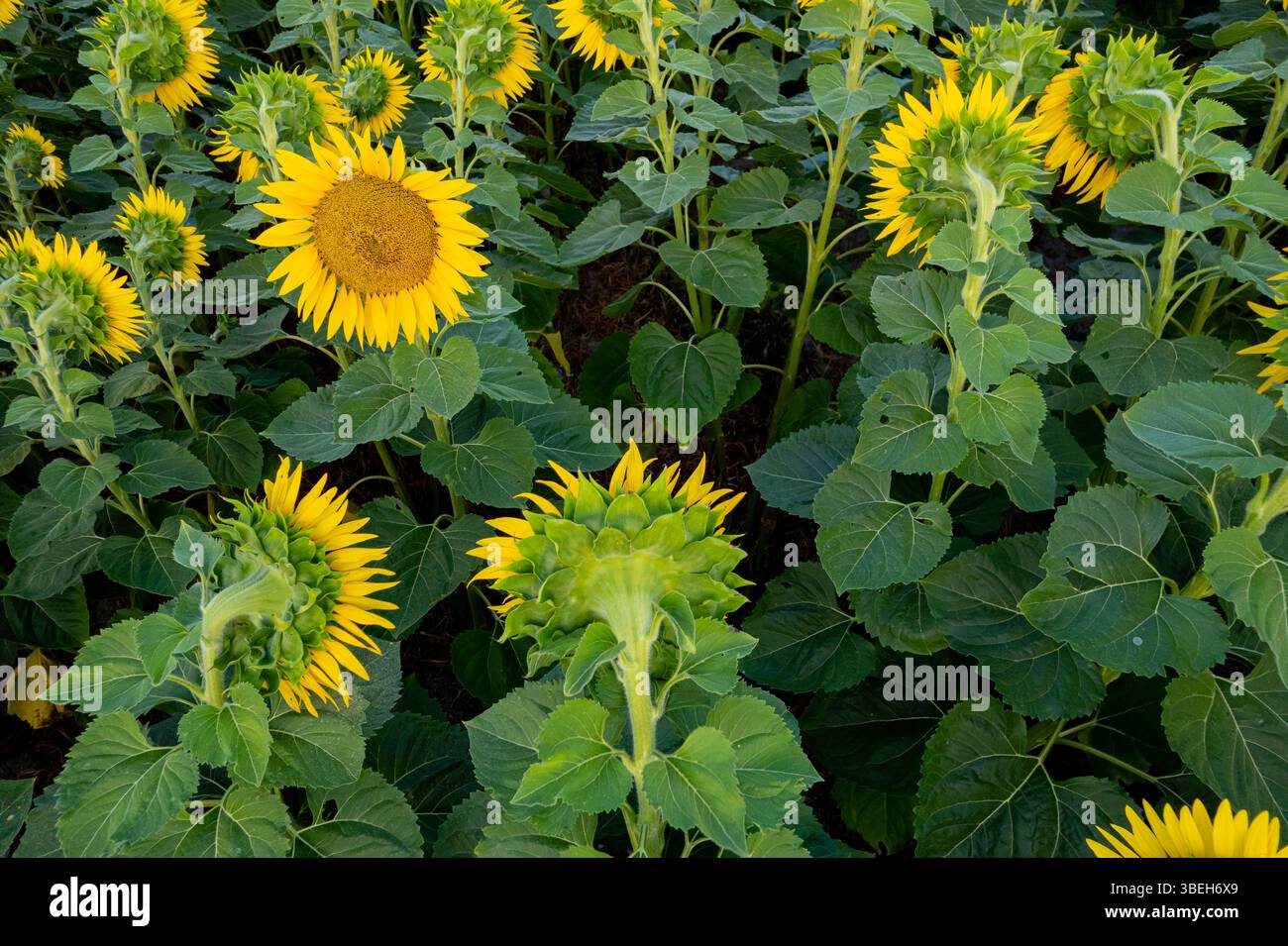 beauté agricole culture de tournesol vibrante têtes de tournesol jaune vif se tournant vers le soleil dans un champ sans fin Banque D'Images