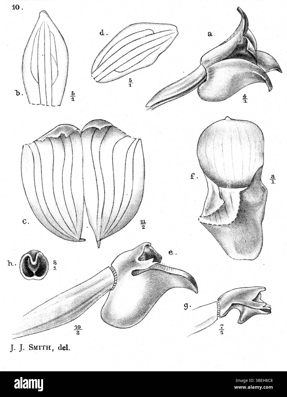 Cette illustration de 'Nouvelle Guinée' représente Glomera palustris, une espèce végétale décrite par Johannes Jacobus Smith en 1913. Il fait partie de l'ouvrage botanique publié au début du XXe siècle. Banque D'Images