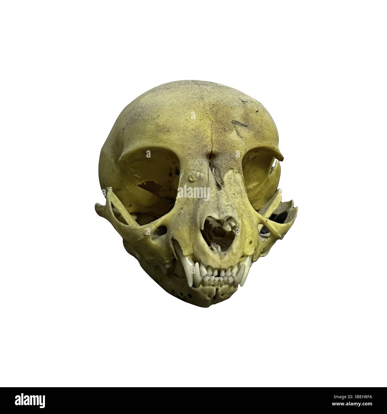 Crâne isolé d'un félin, d'un chat domestique, totalement sans chair sur fond transparent Banque D'Images