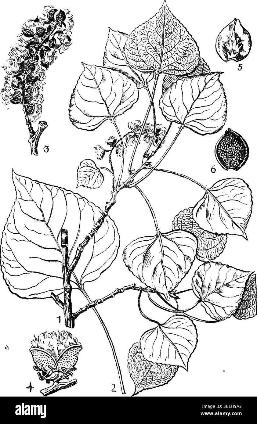 Etude scientifique de Populus usbekistanica, une espèce identifiée par Vladimir Leontyevitch Komarov en 1934. Banque D'Images