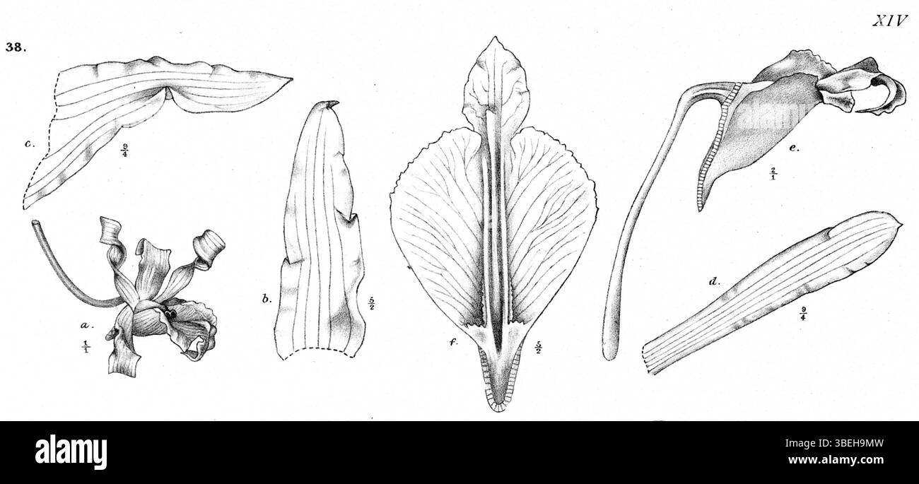 Cette illustration botanique, publiée en 1913, représente l'espèce d'orchidée Dendrobium conanthum, originaire de Nouvelle-Guinée. L'œuvre est de Johannes Jacobus Smith, un botaniste renommé connu pour ses contributions à l'étude des orchidées. Banque D'Images