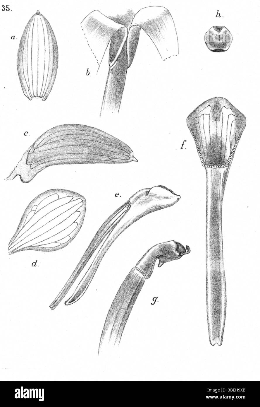Illustration botanique de Johannes Jacobus Smith, montrant Glomera compressa (anciennement Glomera adenandroides). Cette illustration a été publiée en 1929 dans la série 'Nova Guinea'. Banque D'Images