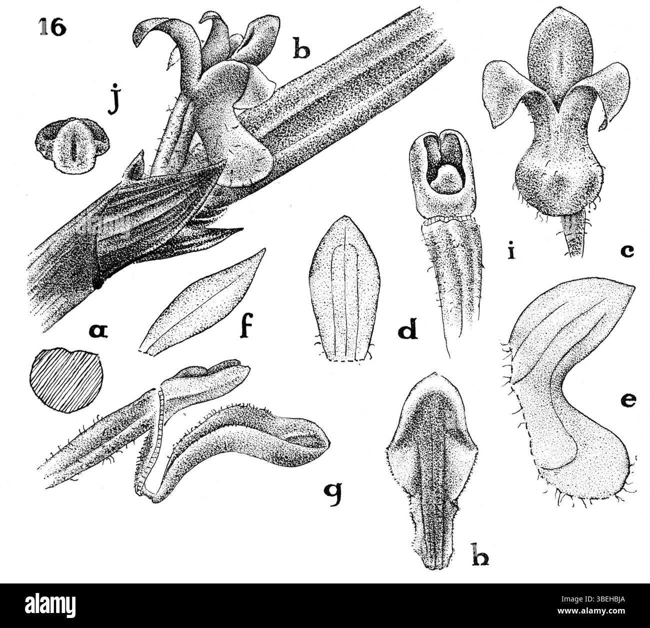 Illustration botanique de Ceratostylis breviclavata, une espèce d'orchidée identifiée par J.J. Smith en 1936. Présenté dans Nouvelle-Guinée, planche 7, figure 16. Banque D'Images