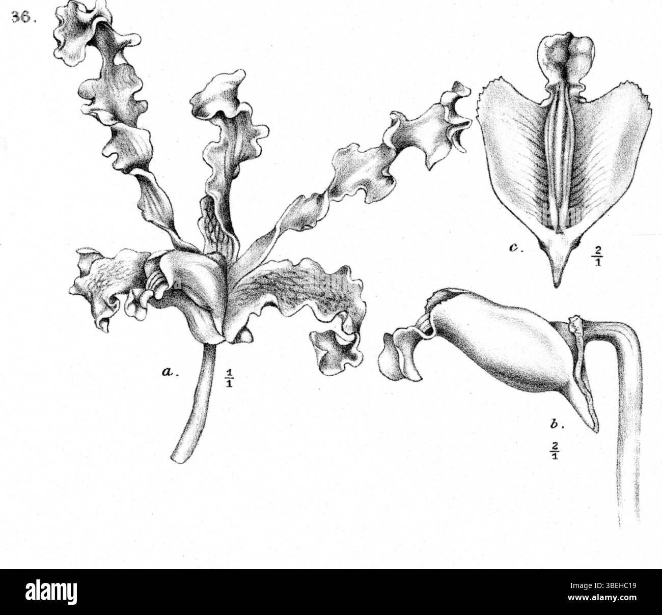 Cette illustration de Johannes Jacobus Smith de 'Nova Guinea' montre Dendrobium discolor sous-spp. Discolor, anciennement identifié comme Dendrobium undulatum var. albertisianum. L'œuvre d'art fournit une représentation claire de l'espèce dans son environnement naturel, datant de 1913. Banque D'Images