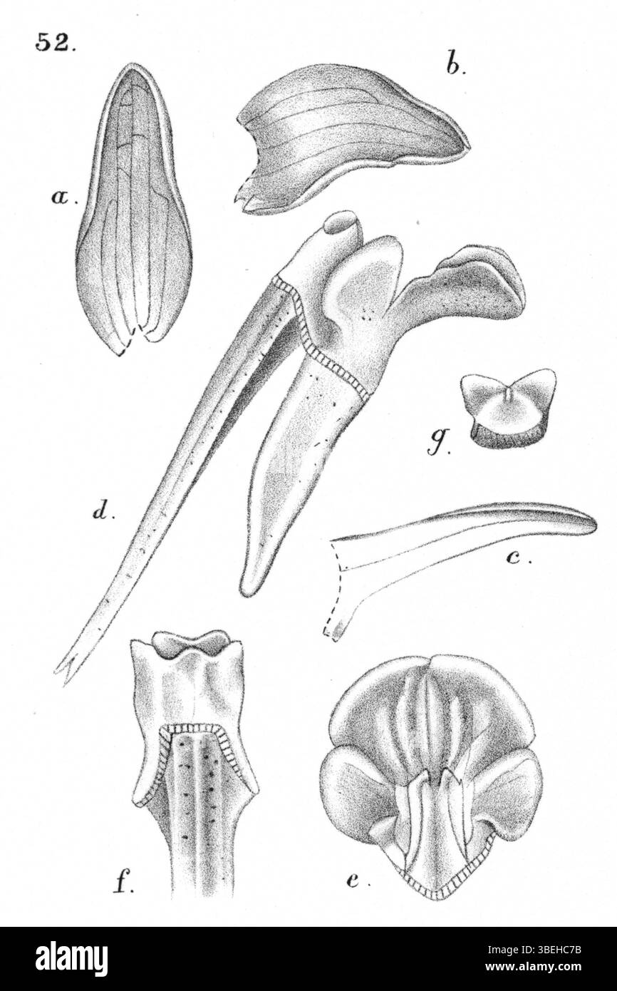 Une illustration botanique de Dendrobium doormanii, une espèce d'orchidée découverte en Nouvelle-Guinée, figure dans les travaux de Johannes Jacobus Smith de 1929. Banque D'Images