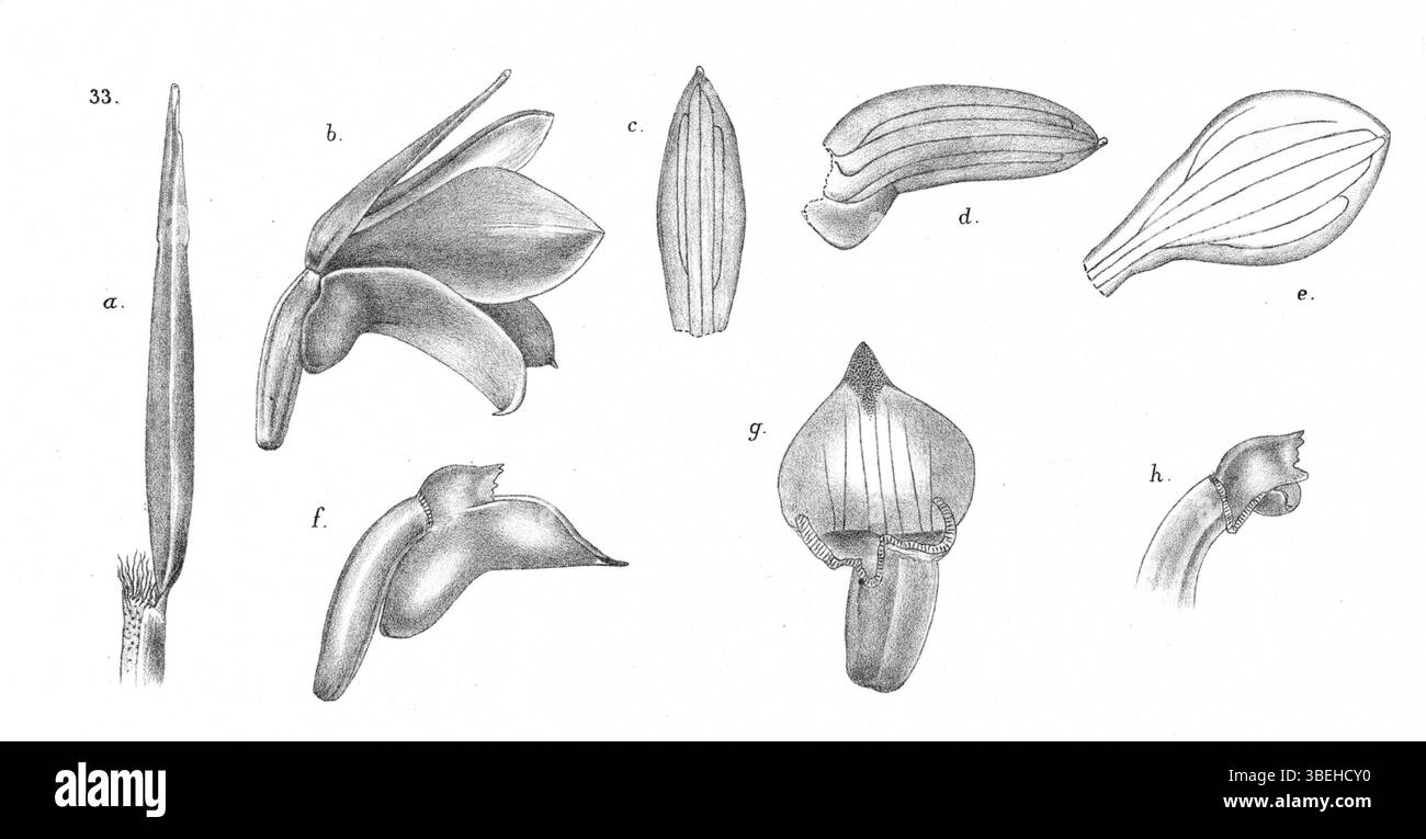 Glomera pleiotricha, décrite par Johannes Jacobus Smith en 1929, est illustrée dans cet ouvrage de *Nouvelle-Guinée*, axé sur la vie végétale distinctive de la Nouvelle-Guinée. Banque D'Images