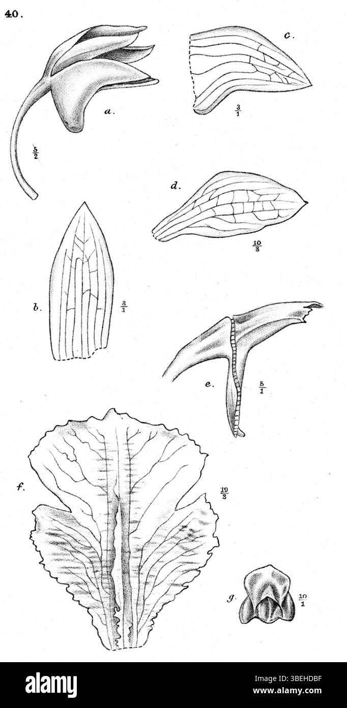 L'illustration de 1913 par Johannes Jacobus Smith montre l'espèce d'orchidée Dendrobium rugulosum, originaire de Nouvelle-Guinée. Ce travail botanique a contribué à l'étude détaillée des orchidées au début du XXe siècle. Banque D'Images